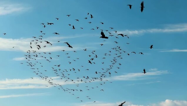 Dramatic silhouette of large flock of crows circling deep blue sky capturing the atmospheric and mysterious motion of birds natural environment