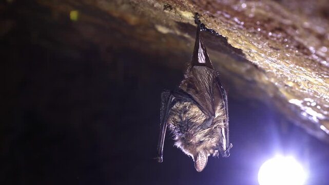 Geoffroy's Bat (Myotis emarginatus) Grooming, Licking Paw and Scratching in Slow Motion, Hanging in Cave