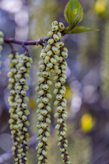 Fototapeta premium Beautiful hanging Kibushi flowers blooming in spring at Shinjuku Gyoen park in Tokyo.
