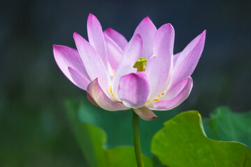 Obraz premium pink lotus flower
