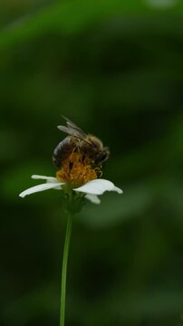 Close-up video of a bee pollinating a small flower against a blurry green background.