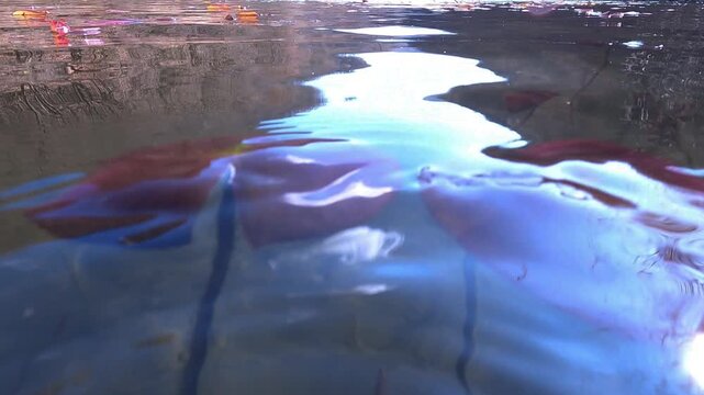 Yellow Water Snowflake, Nymphoides peltata, underwater leaves, acquatic plant, underwater, underwater view,  Varallo Sesia,  Sant'Agostino Lake, Piemonte, Italy
