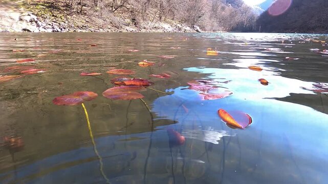 Yellow Water Snowflake, Nymphoides peltata, underwater leaves, acquatic plant, underwater, underwater view,  Varallo Sesia,  Sant'Agostino Lake, Piemonte, Italy