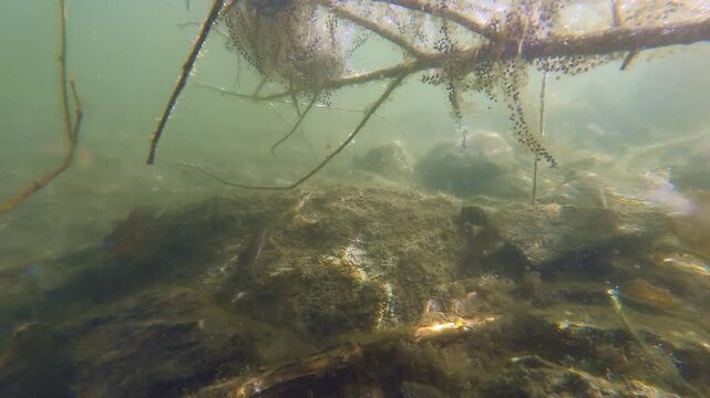 Toad eggs and three fishes (Lepomis gibbosus), eggs, common toad, Bufo bufo, underwater, pumpkinseed, Lepomis gibbosus, is a North American Freshwater fish, order Perciformes. pond perch, 