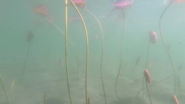 Yellow Water Snowflake, Nymphoides peltata, underwater leaves, acquatic plant, underwater, underwater view,  Varallo Sesia,  Sant'Agostino Lake, Piemonte, Italy