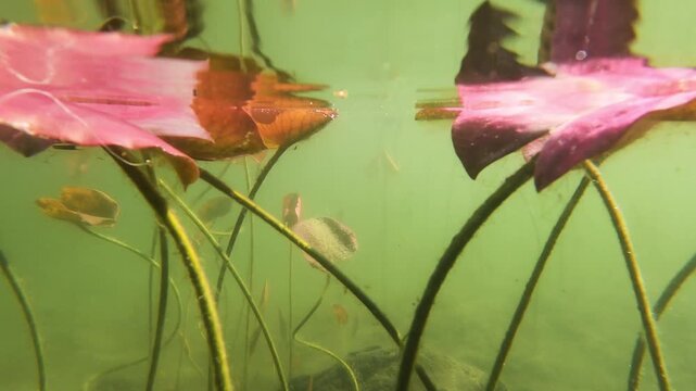 Yellow Water Snowflake, Nymphoides peltata, underwater leaves, acquatic plant, underwater, underwater view,  Varallo Sesia,  Sant'Agostino Lake, Piemonte, Italy