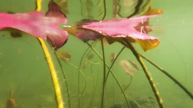 Yellow Water Snowflake, Nymphoides peltata, underwater leaves, acquatic plant, underwater, underwater view,  Varallo Sesia,  Sant'Agostino Lake, Piemonte, Italy