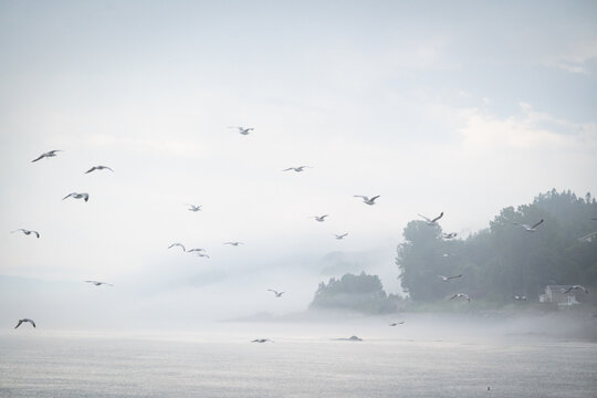 A serene view of seagulls soaring through the mist above a tranquil sea, creating a sense of peace and freedom in a beautifully foggy environment.