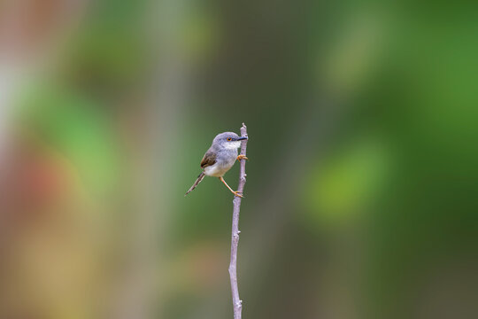 Grey-breasted prinia or Franklin's prinia (Prinia hodgsonii) at Purulia, West Bengal, India