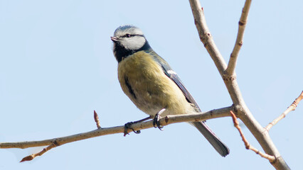 blue tit on branch © lazalnik