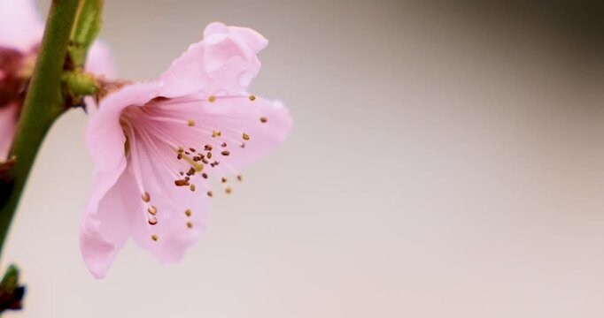 Close-up of Pink Blossom on Branch with Soft Neutral Background