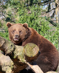 brown bear cub © Martin