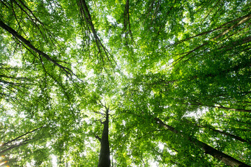 Obraz premium Forest trees. nature green wood sunlight backgrounds