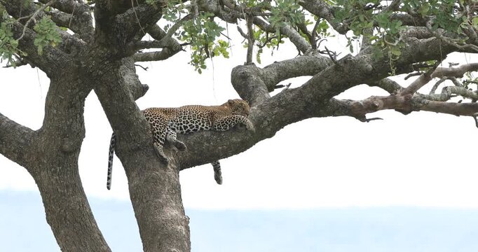 Male leopard relaxing on tree branch seen at central Serengeti, Tanzania
