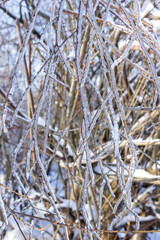 Ice on long willow branches in winter.