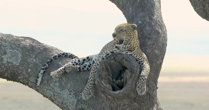 Male leopard relaxing on tree branch seen at central Serengeti, Tanzania