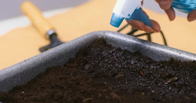 Hand spraying water on soil in a tray for gardening or planting