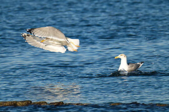 Silberm&ouml;wen im Schlichtkleid im Herbst an der Ostsee	