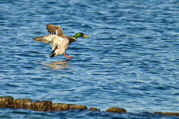 Stockenten Erpel bei der Landung © Karin Jähne