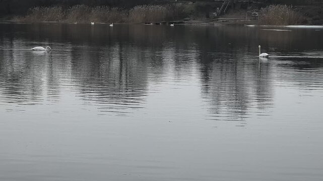 Flock of elegant white mute swans swimming peacefully on a calm, cold river during wintertime.