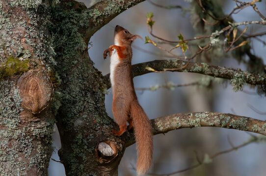 Red squirrel reaching up toward branch in Caledonian forest, Rothiemurchus, Scotland
