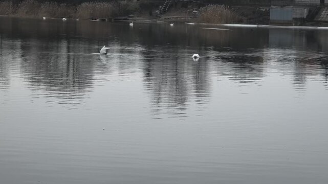Flock of elegant white mute swans swimming peacefully on a calm, cold river during wintertime.