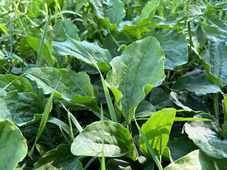 Close-up of green plantain leaves in natural setting © Iryna_B