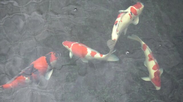 4K Top view of beautiful orange and white Koi fish swimming gracefully in a clear water pond.