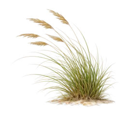 Acrylglasbilder Dünengras PNG Isolated dune grass plant  © Rawpixel.com