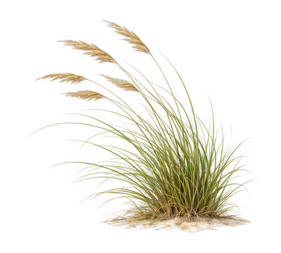 PNG Isolated dune grass plant