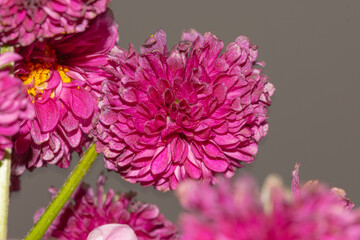 Vibrant Double Magenta Chrysanthemum in Full Bloom with Yellow Pollen