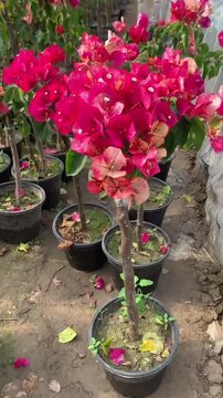 Beautiful Pink and Orange Bougainvillea Flowers in a Nursery Garden"