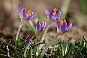 Purple flowers of woodland crocus (Crocus tommasinianus) plants in spring garden