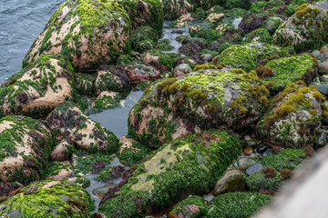 Natural coastal rocks covered with green algae and tide pools beside the ocean, ideal for marine, ecology and seaside nature concepts.