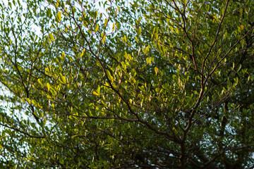 Lush green leaves swaying in breeze outdoor garden nature scene tranquil atmosphere close-up view