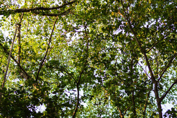 Fototapeta premium Nature's canopy exploring forests trees underneath lush greenery upward perspective