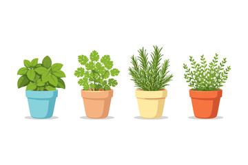 Obraz premium Four potted herbs including basil, cilantro, rosemary, and thyme on a white background