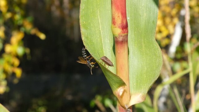 Vespula rufa wasp chasing Palomena prasina. Biodiversity