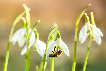 Przebiśniegi. © Janusz Lipiński