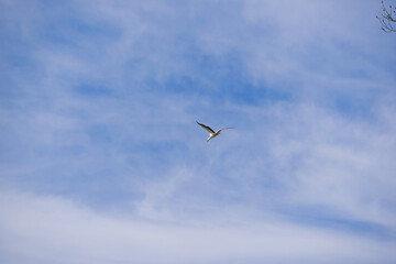Fototapeta premium Looking up to white stork bird of prey up in the sky at Swiss village of Niederglatt on a late winter day. Photo taken March 13th, 2026, Nöschikon Niederglatt, Switzerland.