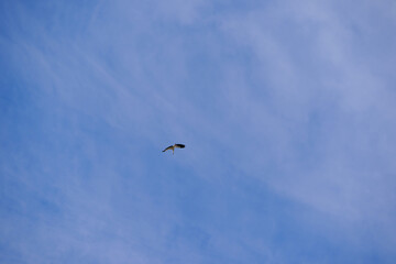 Obraz premium Looking up to white stork bird of prey up in the sky at Swiss village of Niederglatt on a late winter day. Photo taken March 13th, 2026, Nöschikon Niederglatt, Switzerland.