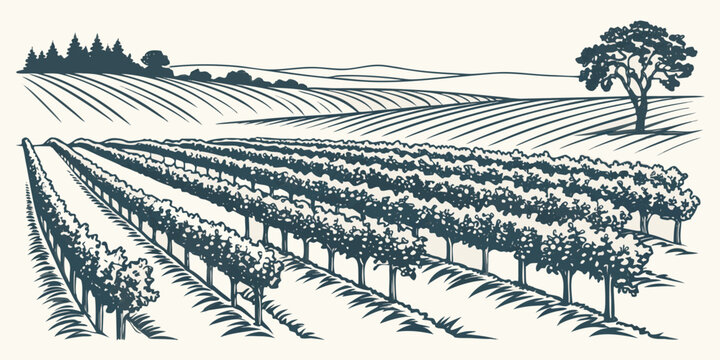 a blue and white drawing of a vineyard with rows of grapevines Vector