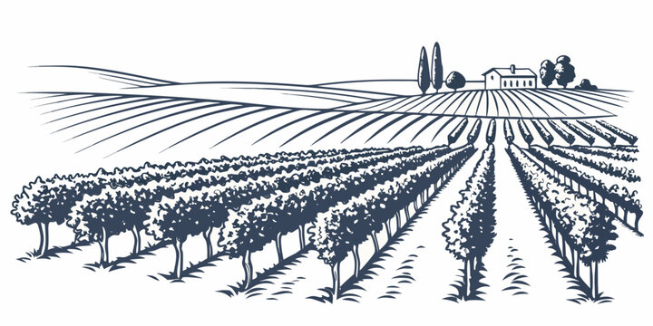 a vineyard with rows of grapevines and a farmhouse in the background Vector