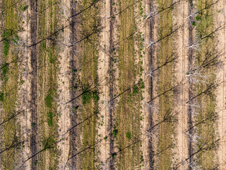 Obraz premium Agricultural map of walnut plantation in vertical rows, overhead view of soil management and water resources.