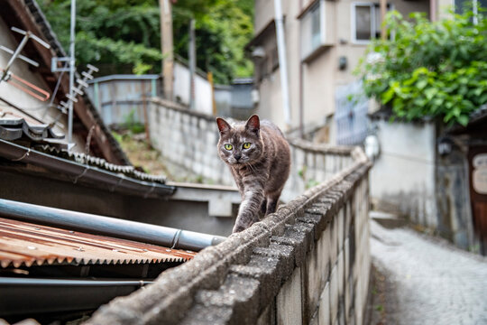 広島県尾道の古い街並みの路地裏で塀の上を自由に歩く可愛らしいキジトラ猫の日常風景