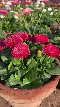 Potted Red Bellis Perennis flowers with green leaves background
