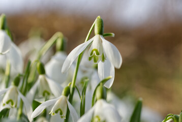 snowdrop, single blossom