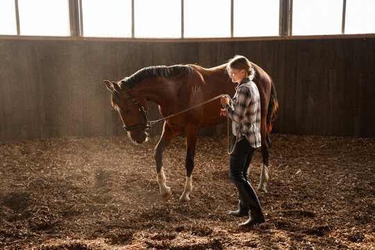 Female rider leads bay horse in arena. Trainer teaches horse to obey commands, practicing with halter and rope. Concept of trust between horse and owner, horse training