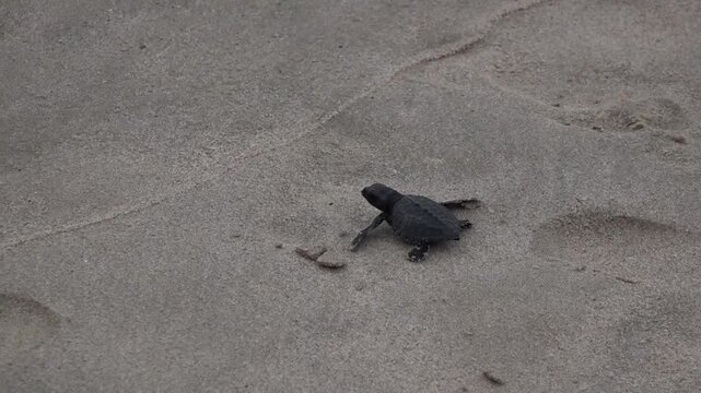 A Baby Sea Turle Crawling to the Ocean