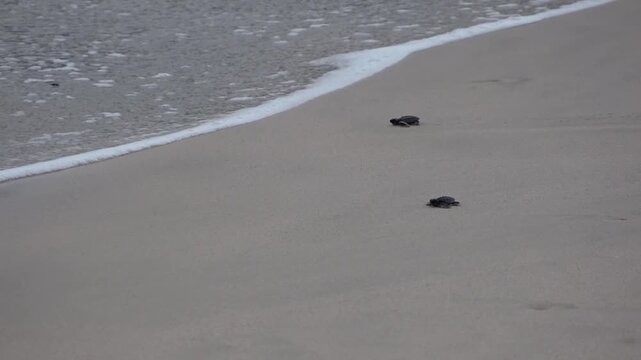 A Baby Sea Turle Crawling to the Ocean